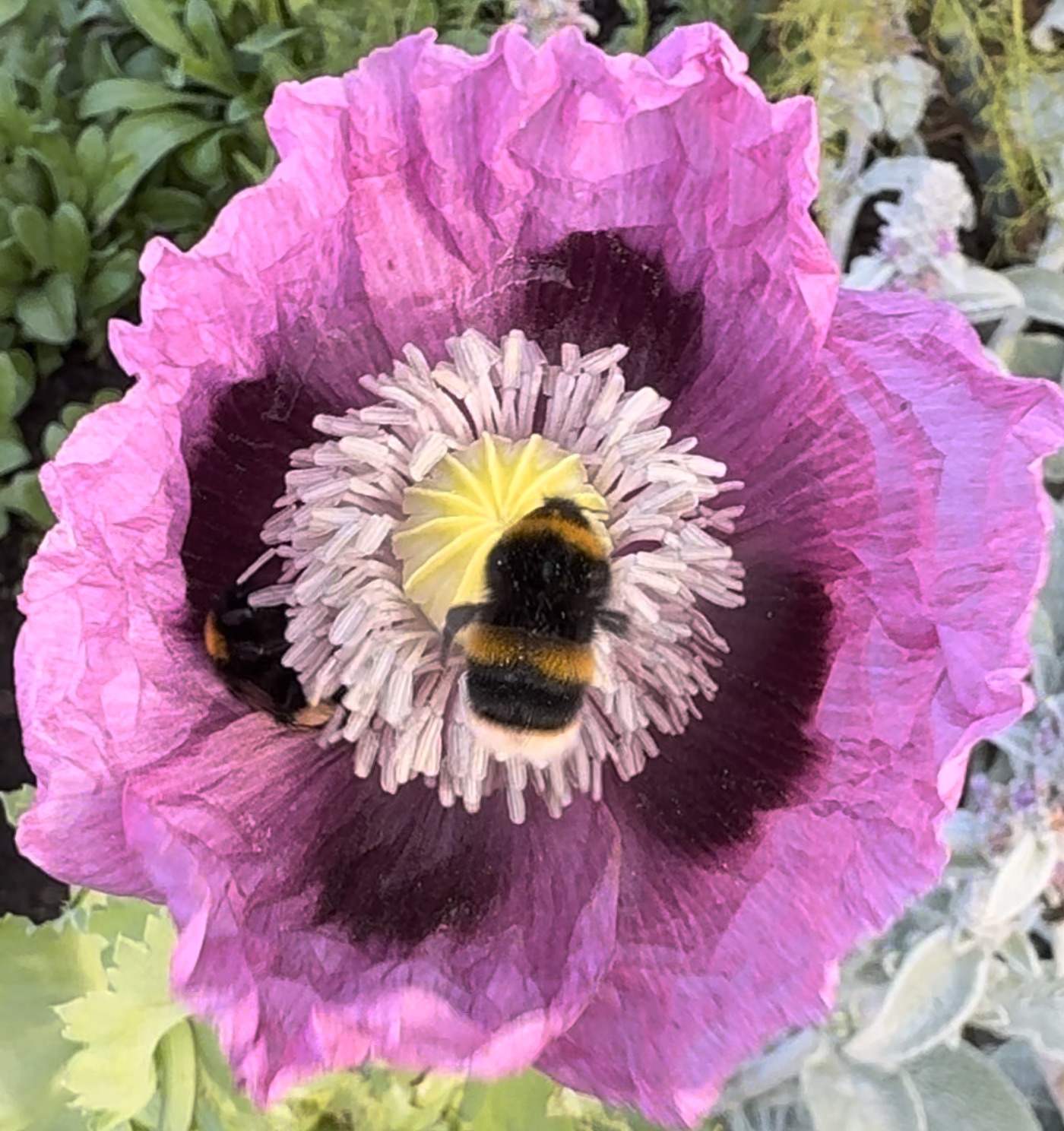 Bumblebees gathering pollen and nectar from a garden poppy